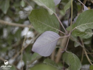 image name