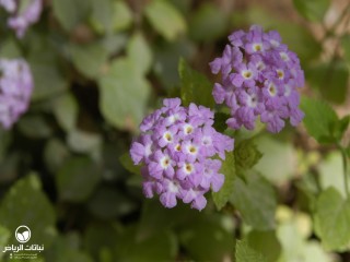 image name