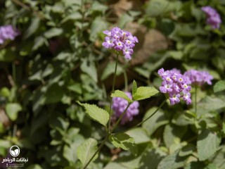 image name