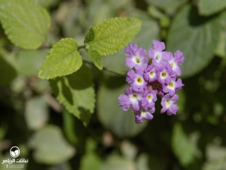 image name