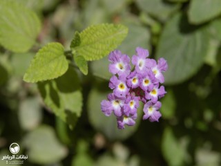 image name
