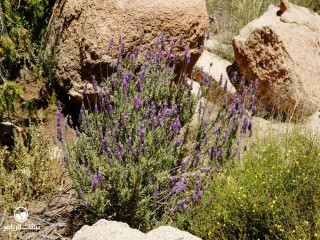 image name