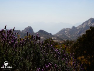 image name