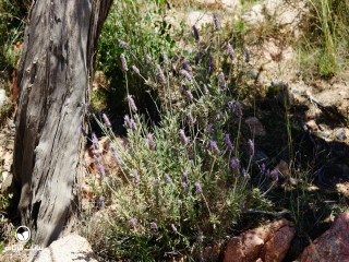 image name