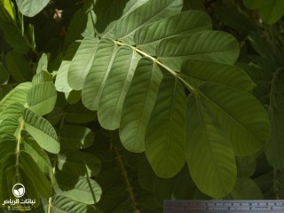 image name