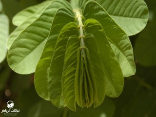 image name