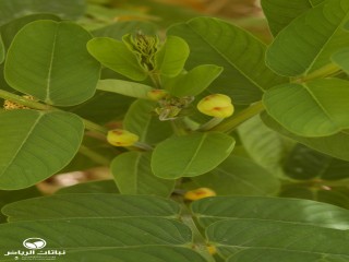 image name