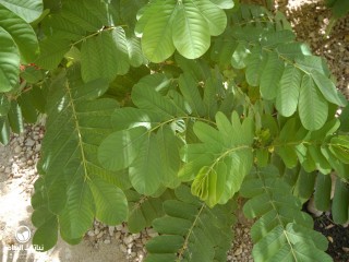image name
