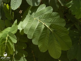 image name