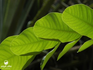 image name