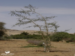 image name