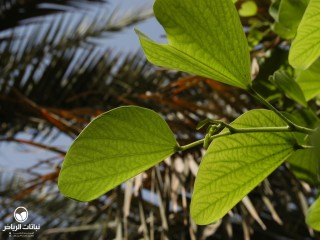 image name