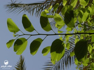 image name