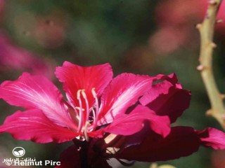 image name