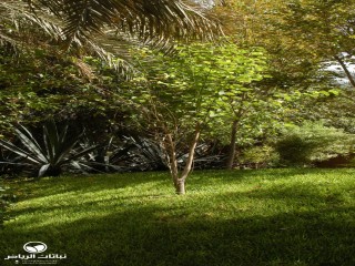 image name
