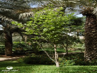 image name