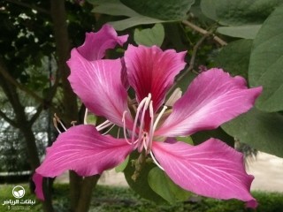 image name