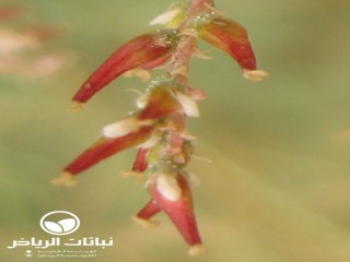 image name