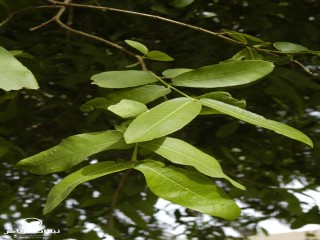 image name