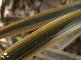 image name