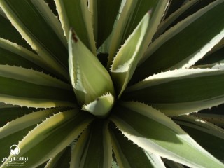 image name