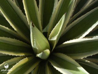 image name
