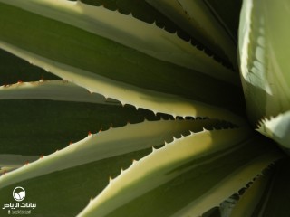 image name