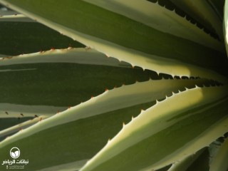 image name