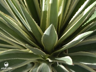 image name