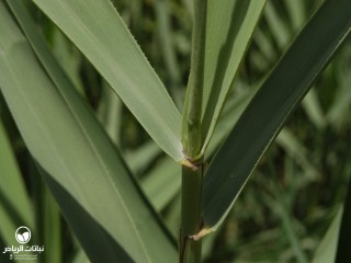 image name