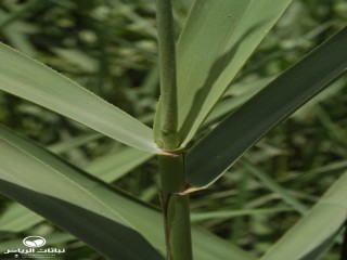 image name