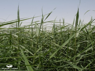 image name