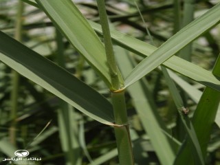 image name