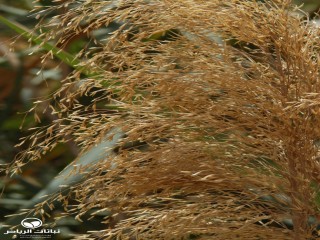 image name