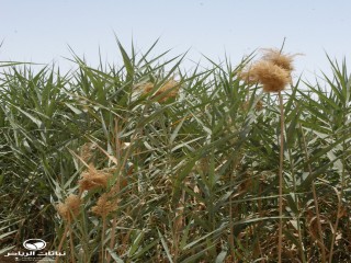 image name