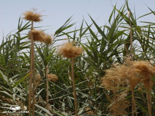 image name