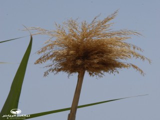 image name