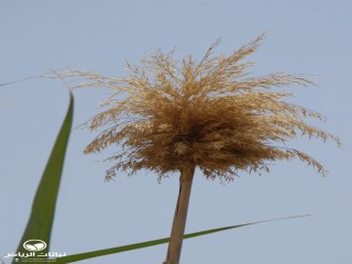 image name