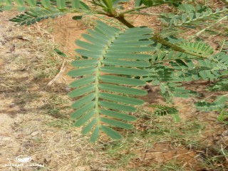 image name