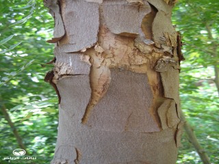 image name