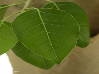 image name