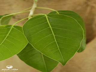 image name