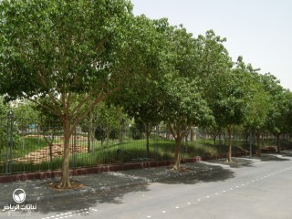 image name