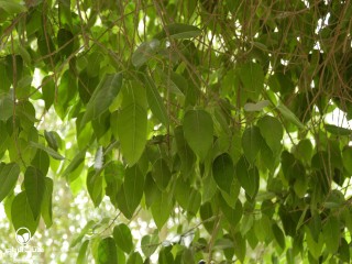 image name
