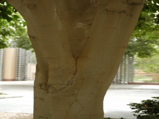 image name