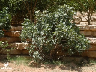 image name