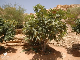 image name