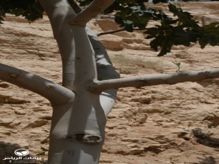 image name