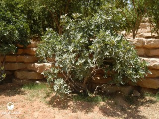 image name