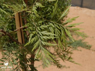 image name